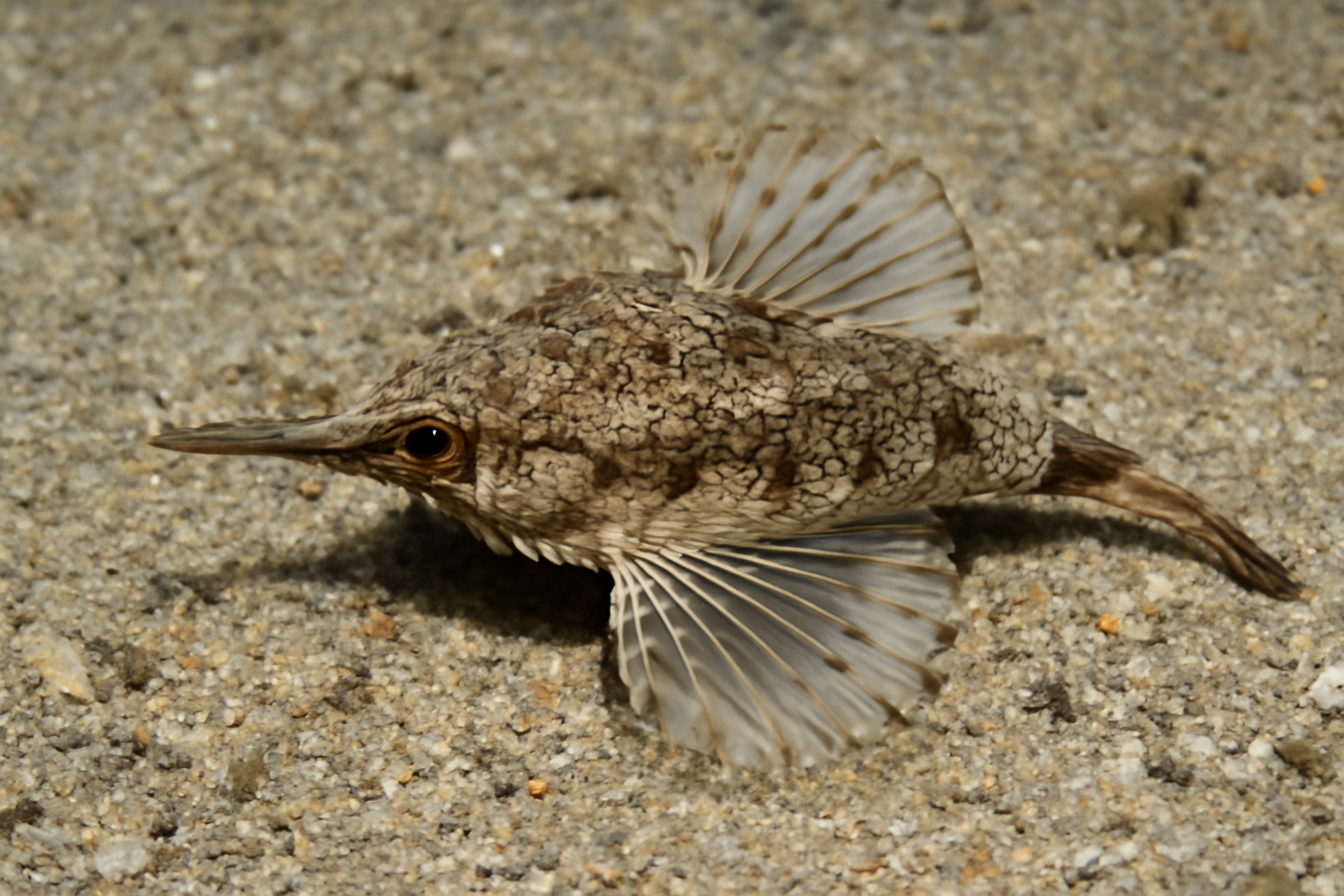 Short dragonfish