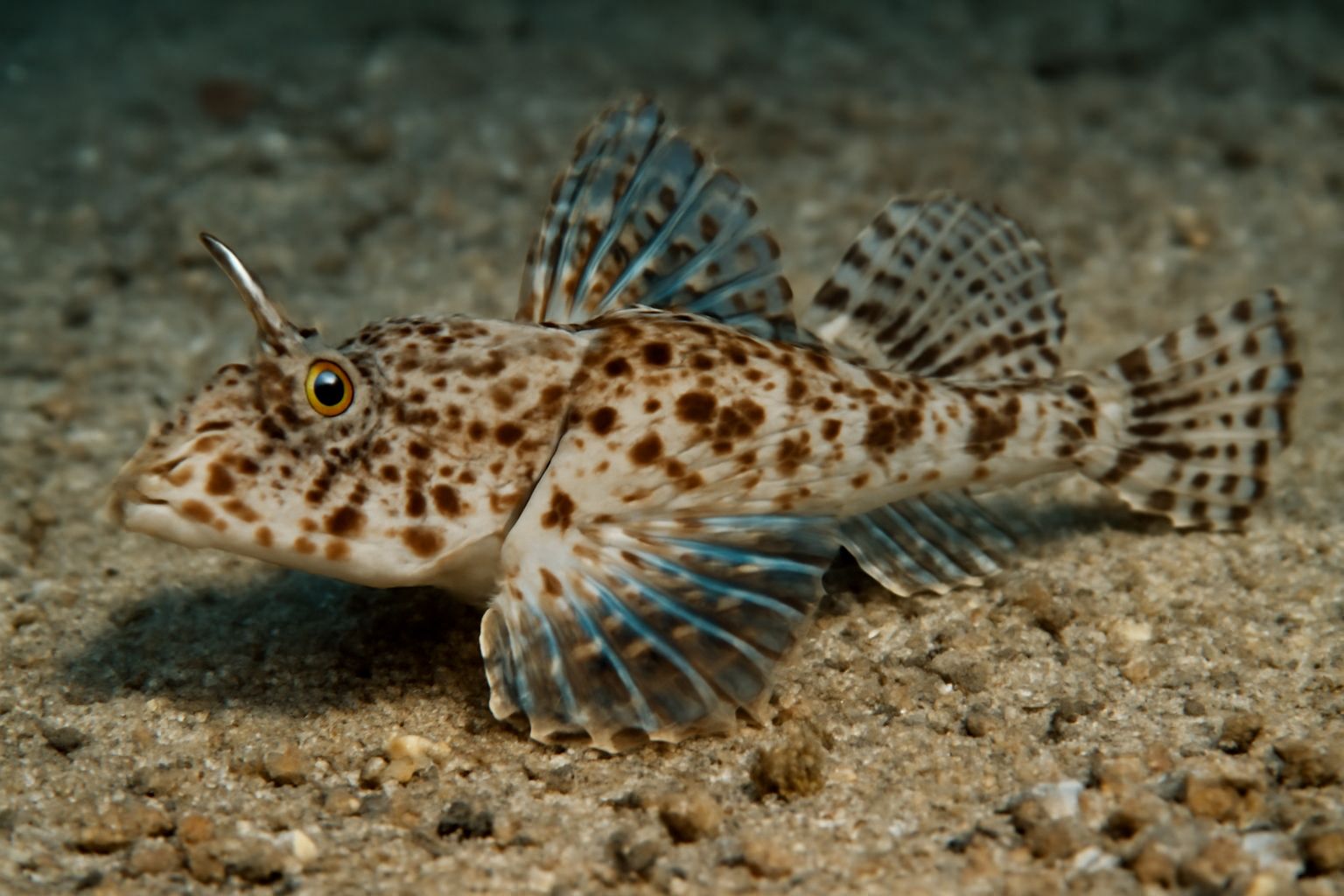 Spotted Dragonfish