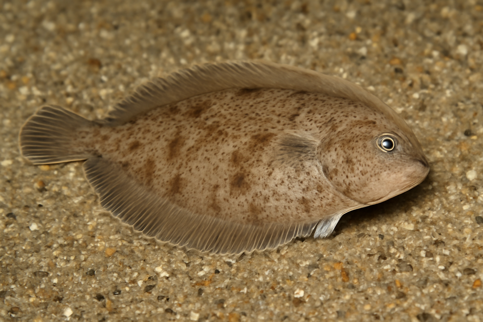 Small-eyed sole