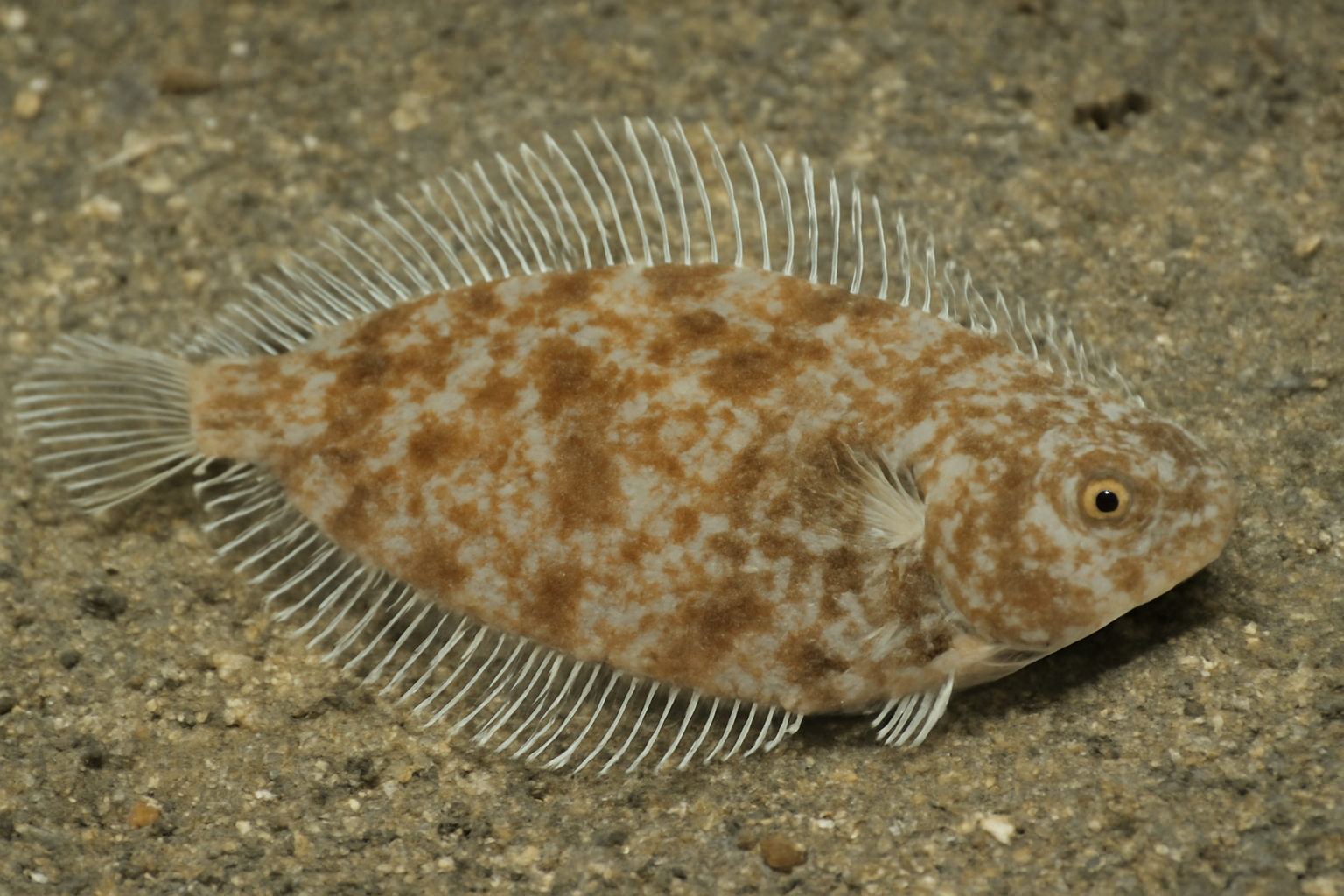 Whip Fin Sole