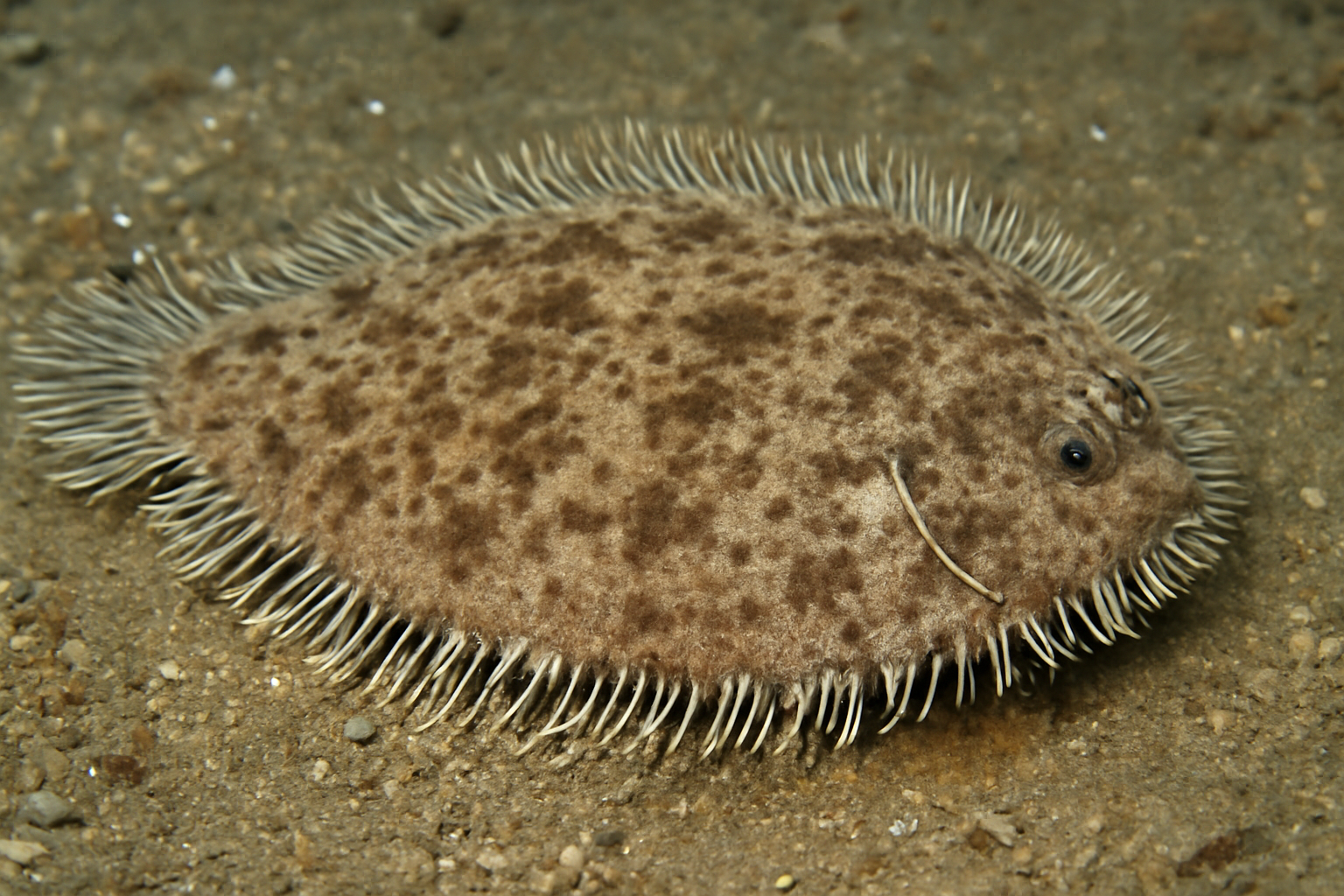 Fringed Sole