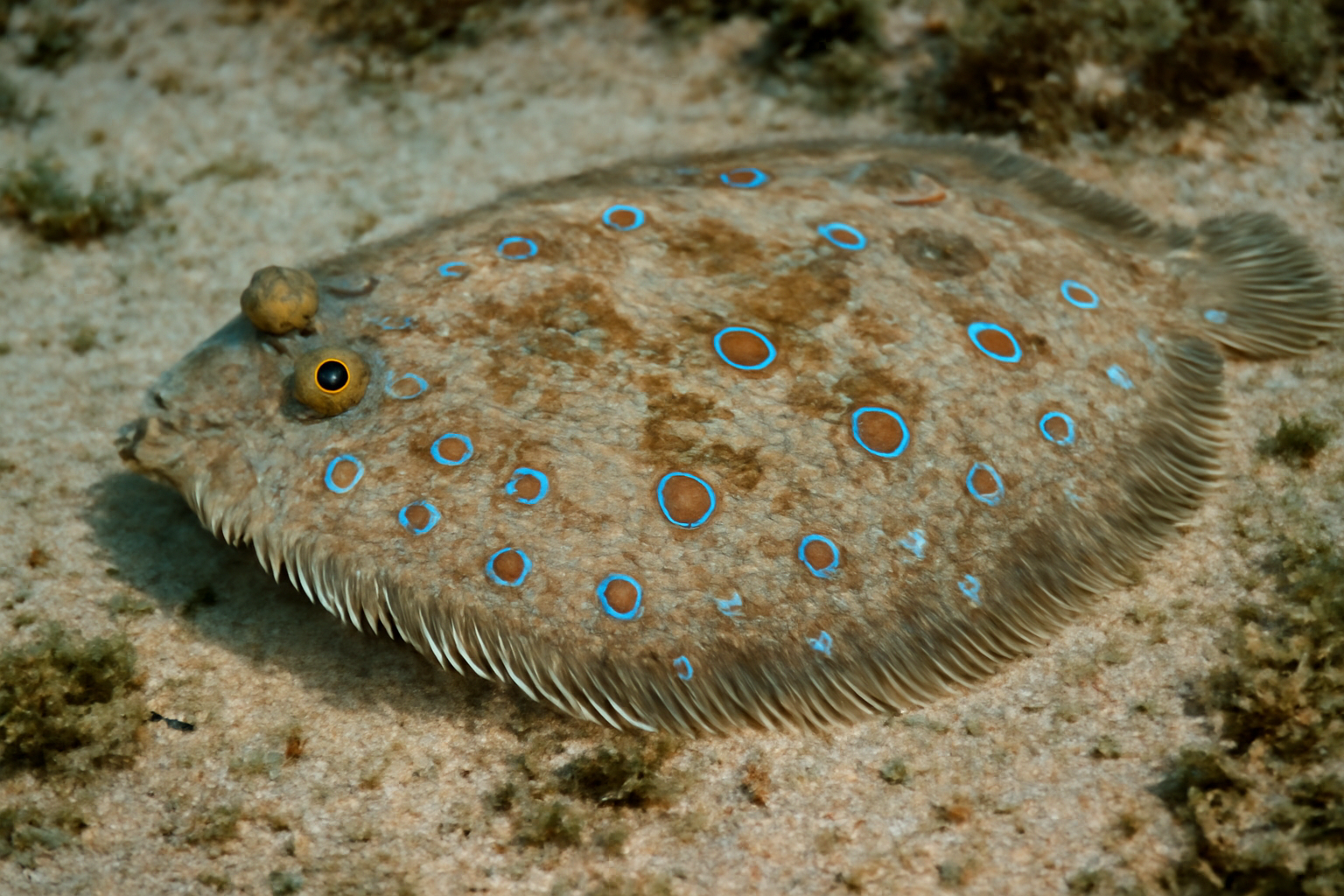 Eyed Flounder