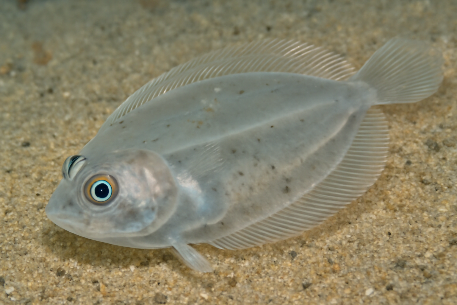 Glassy flatfish