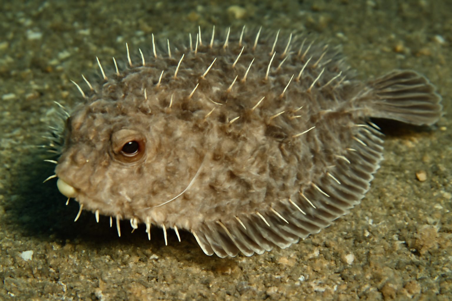 Prickly flatfish