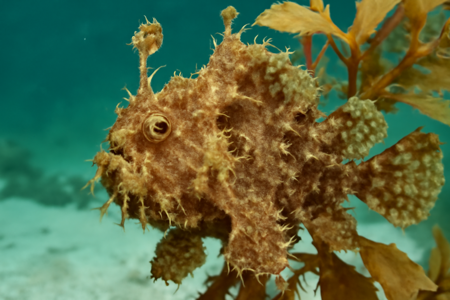 Sargassum Anglerfish