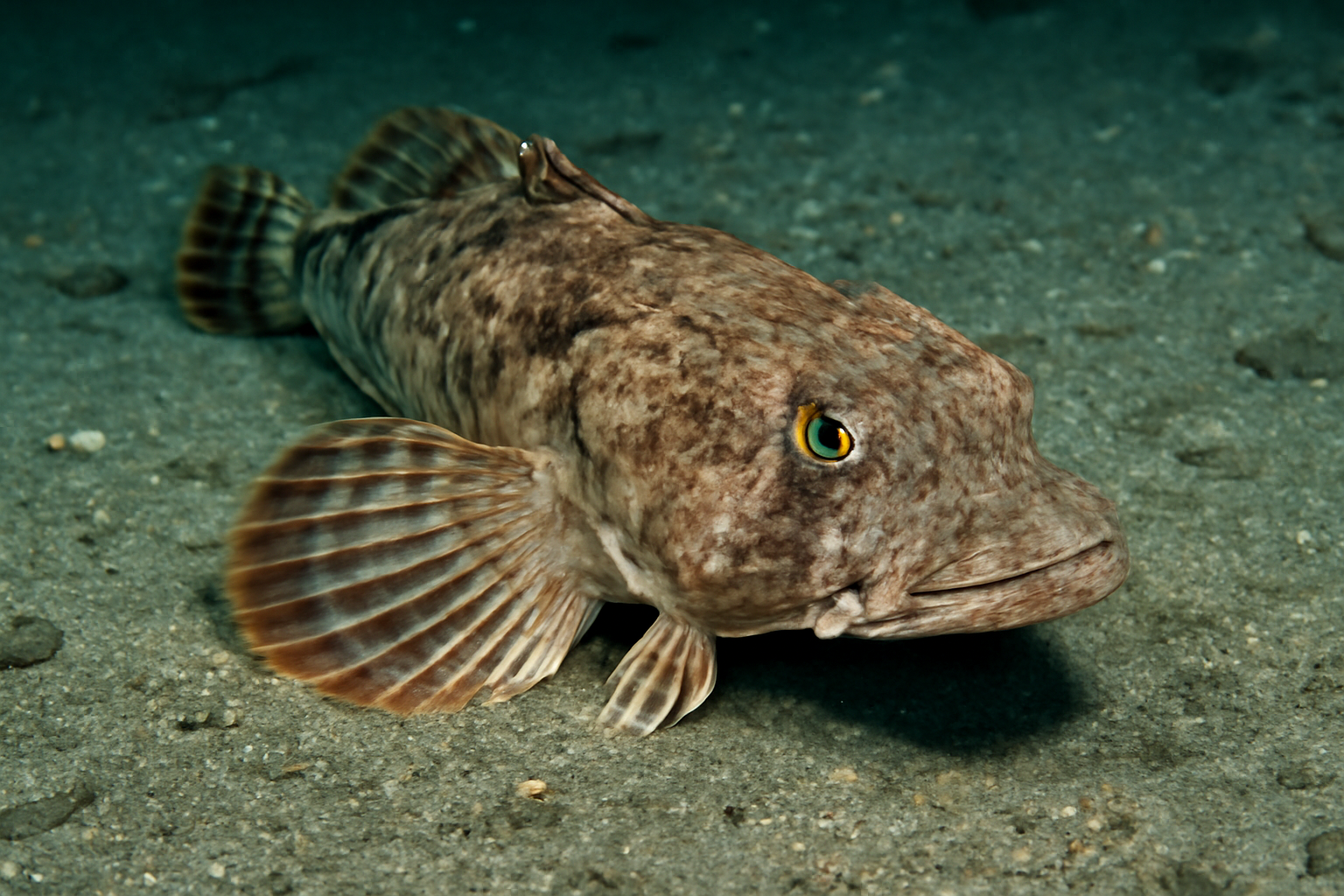 Deepwater flathead