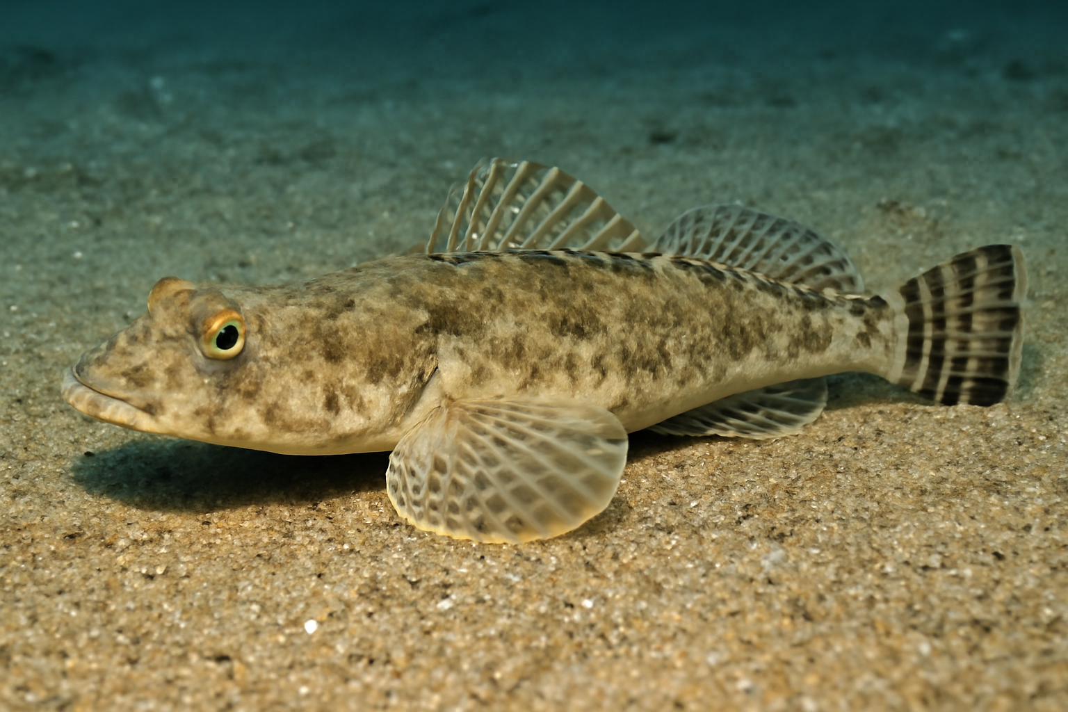 Squaretail flathead