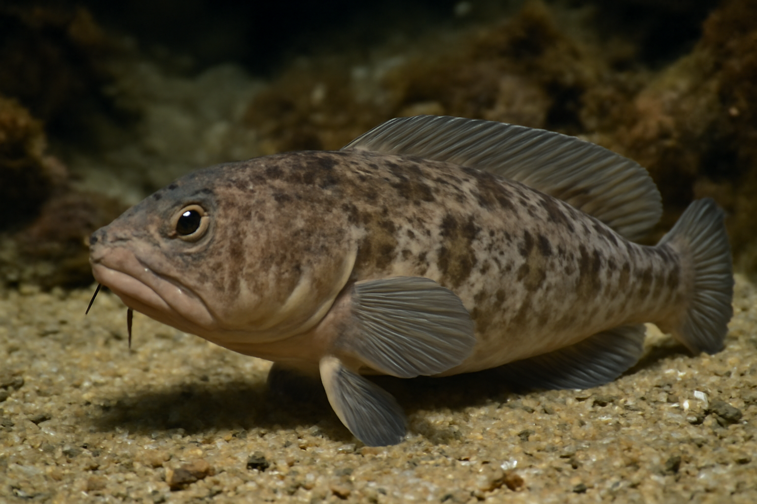 Atlantic soft pout