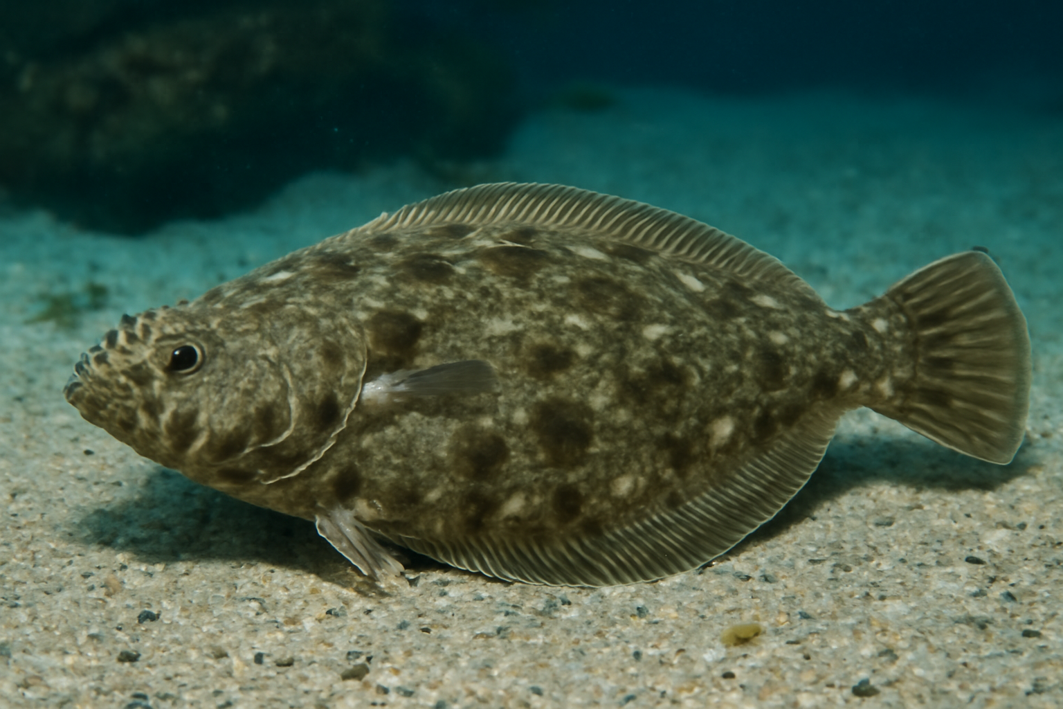 Olive Flounder