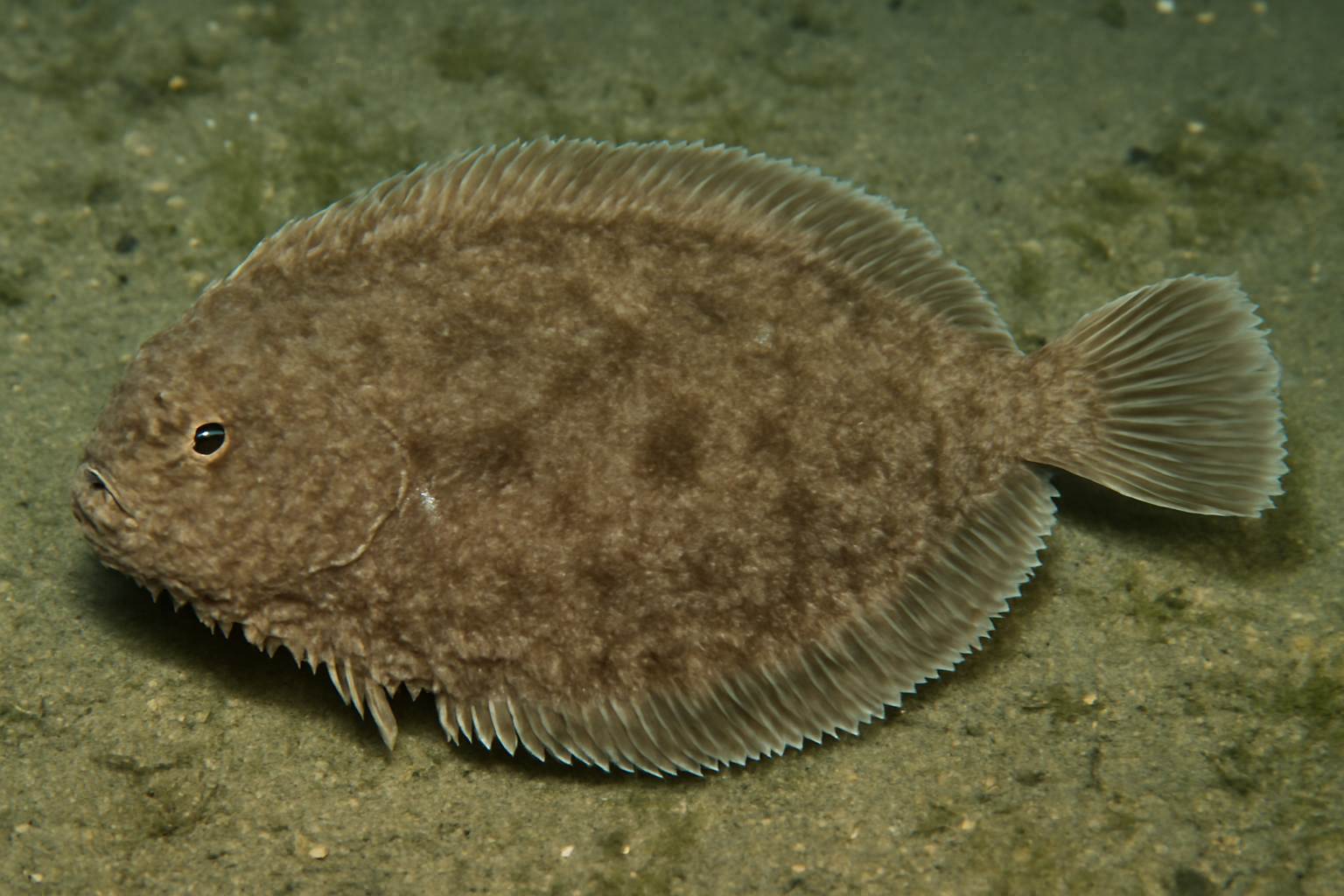 Roughscale Sole