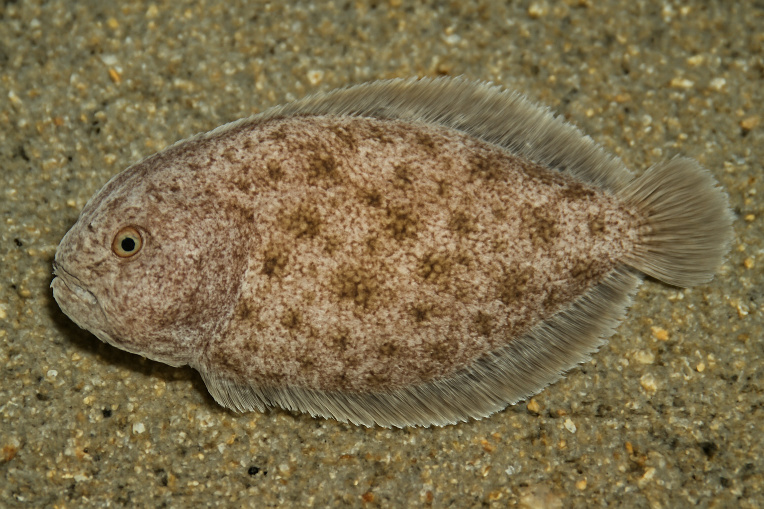 Papillose Tonguefish