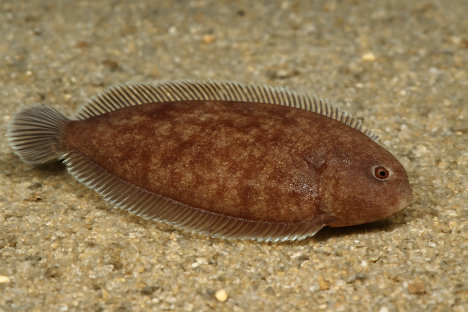 Leathery Tonguefish