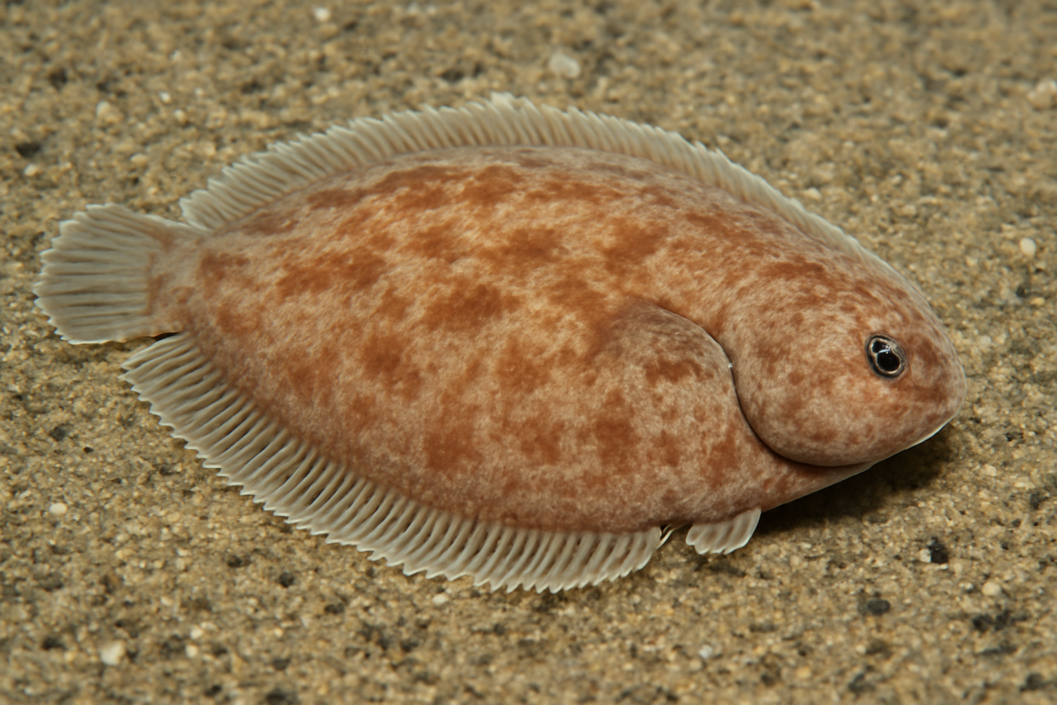 Guinean Tonguefish