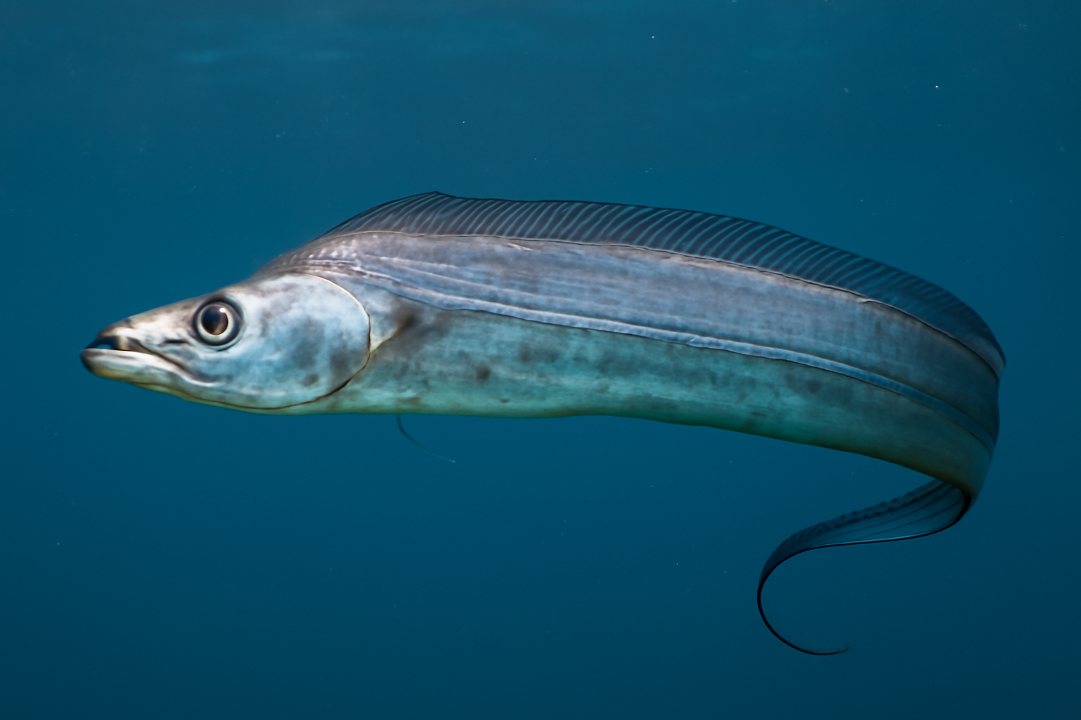 Largehead Hairtail