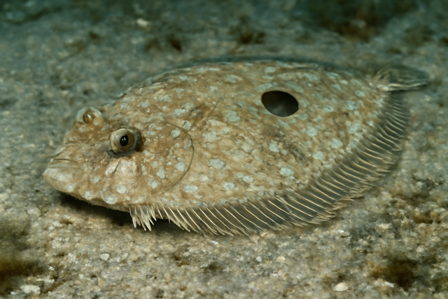 Eyespot flounder