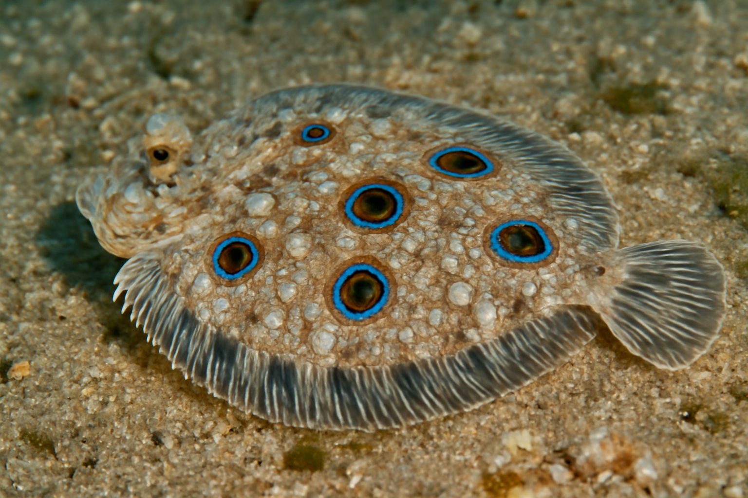 Ocellate flounder