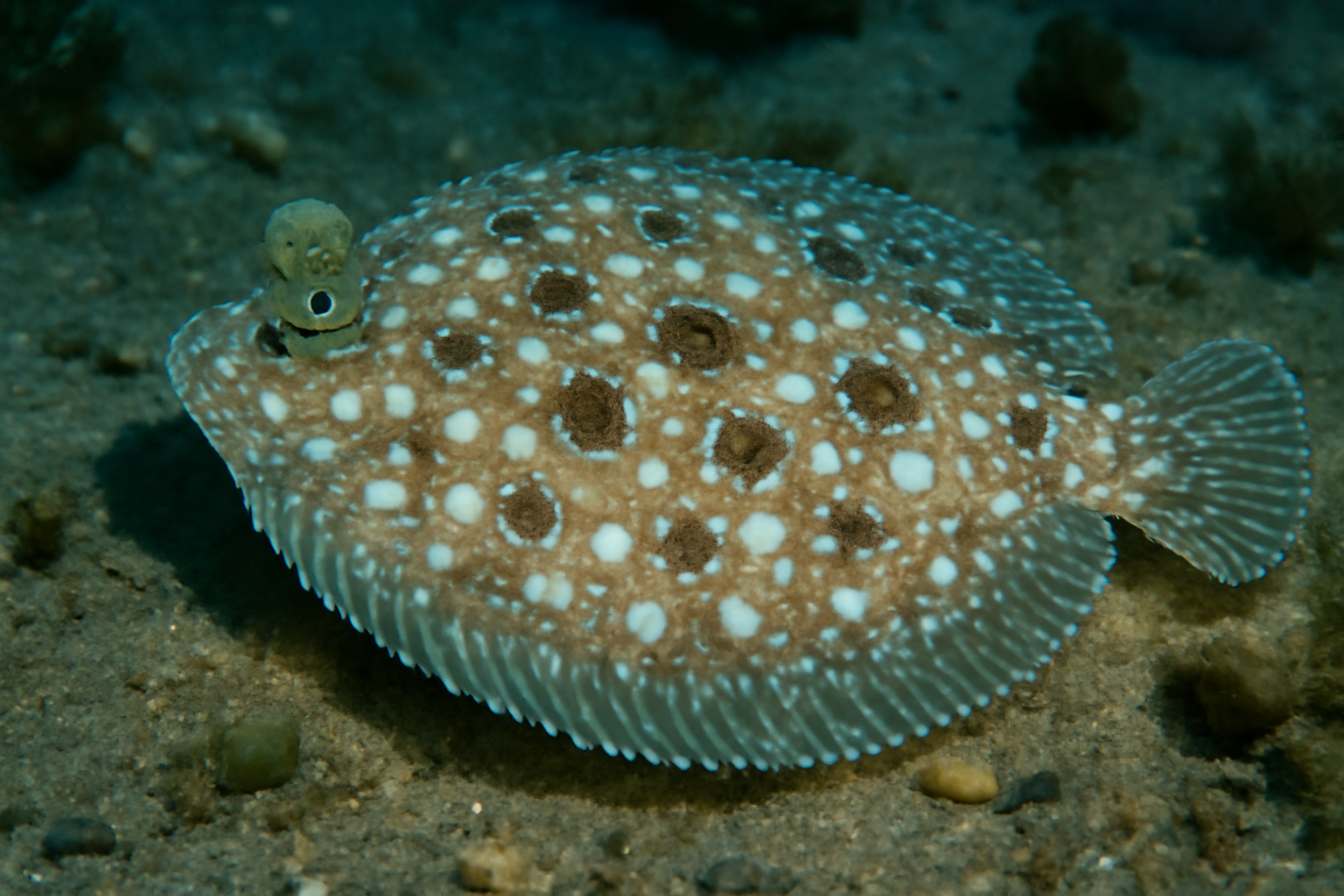 Spotted flounder