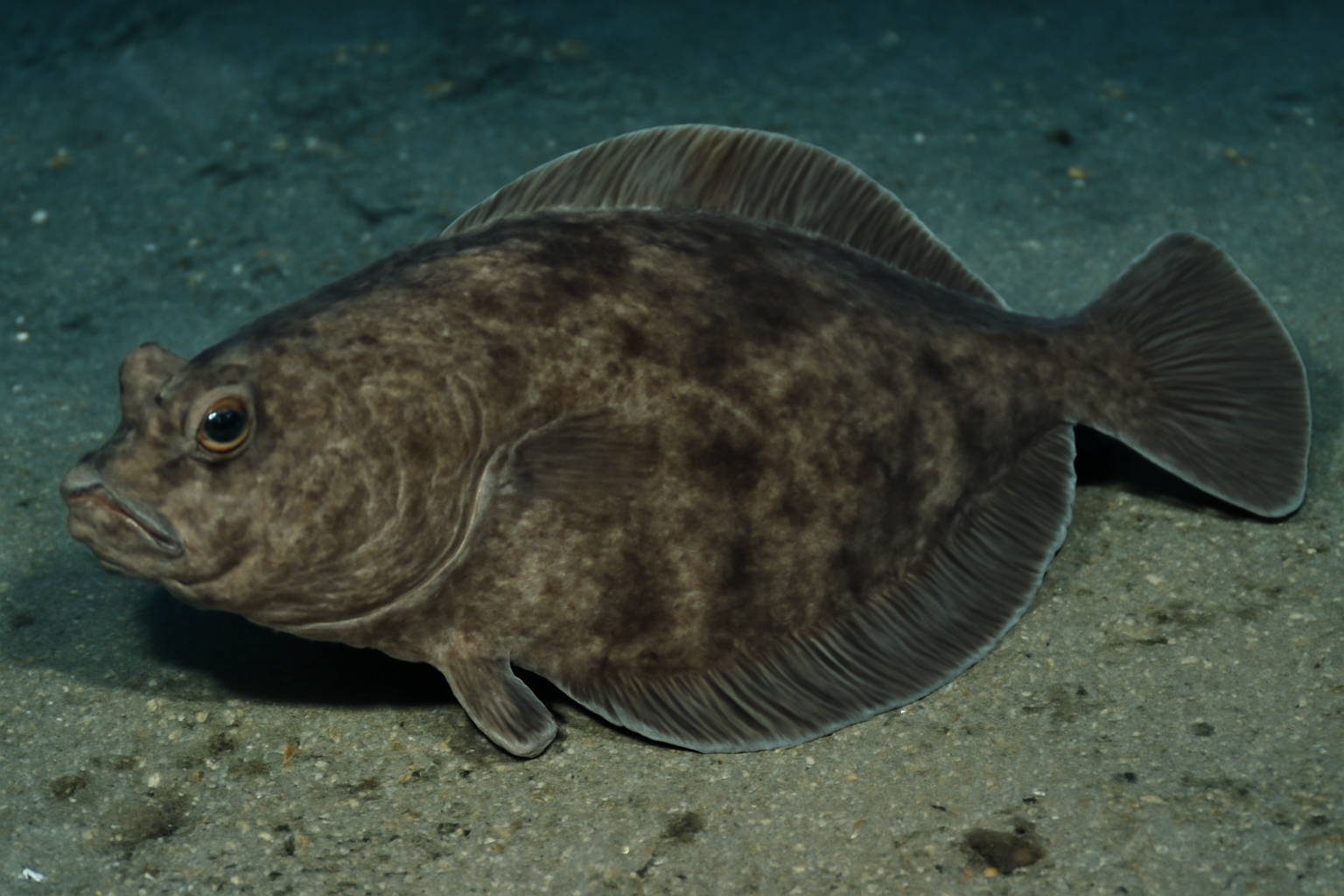 Deep flounder