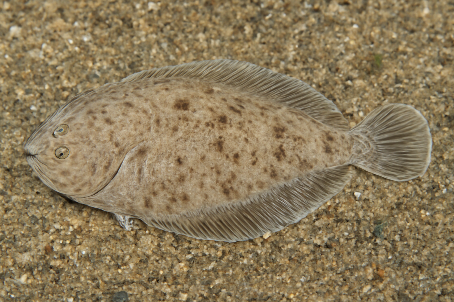 Pacific Tonguefish