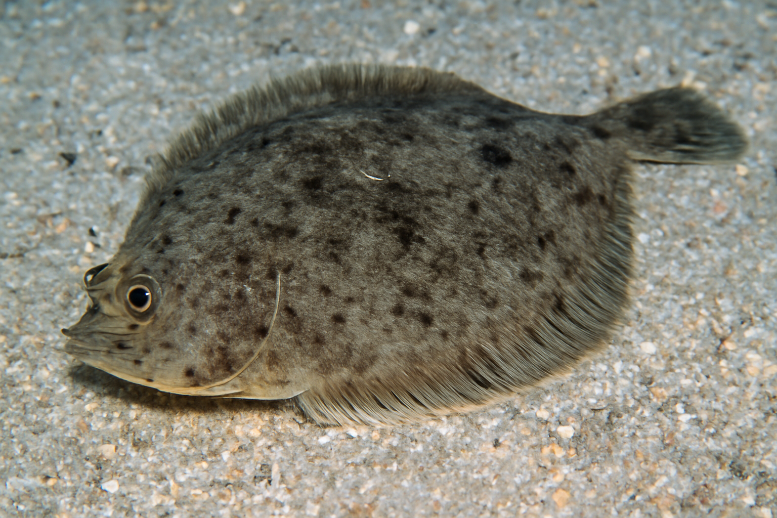 Dusky flounder