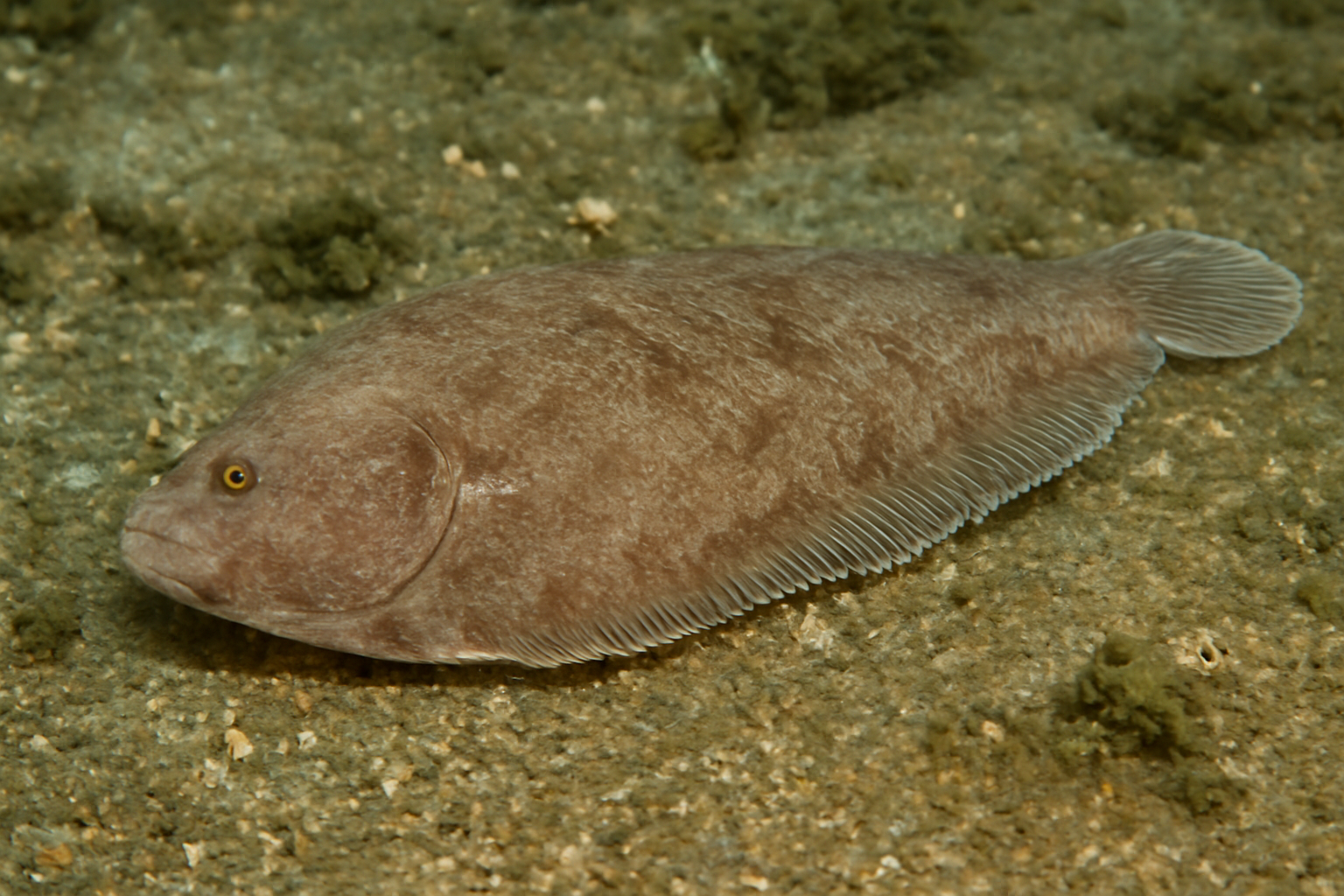 Large-scaled Tongue Sole