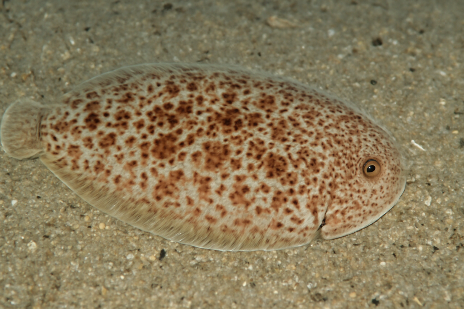 Speckled Tongue Sole