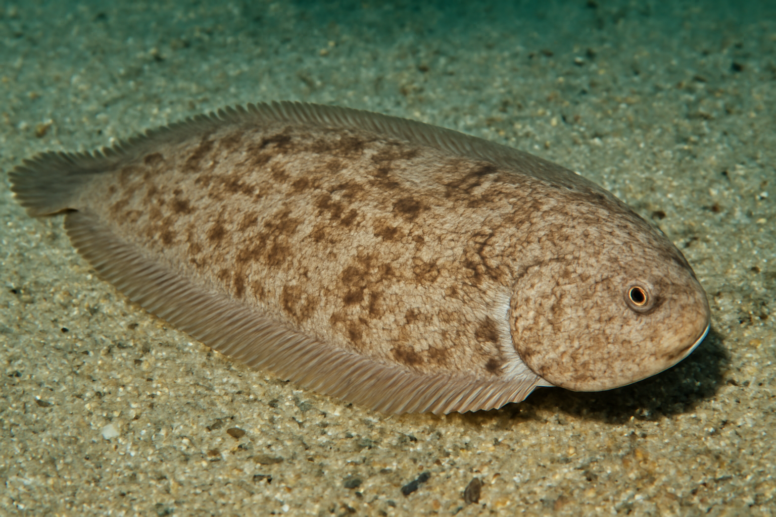 Small-tooth Tongue Sole