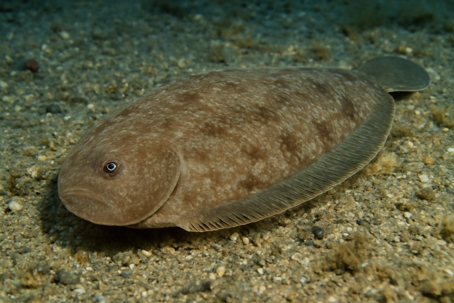 Japanese tongue sole