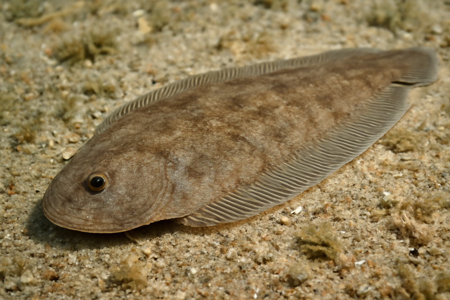 Slender tongue sole