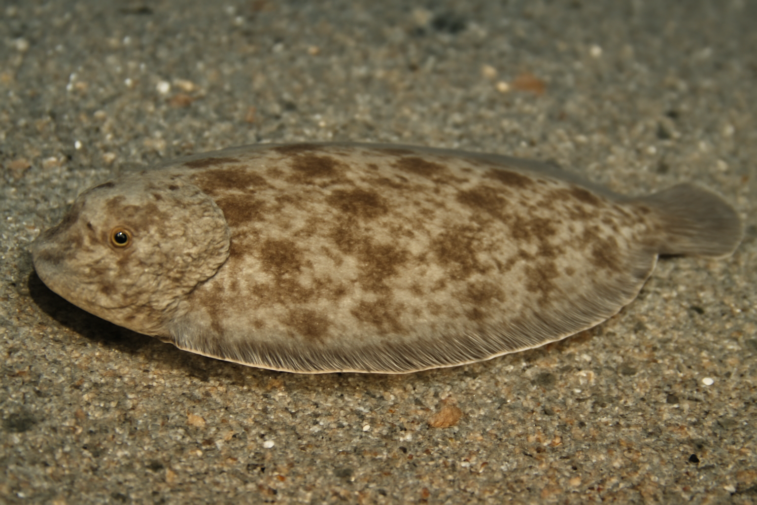 Connie's tongue sole