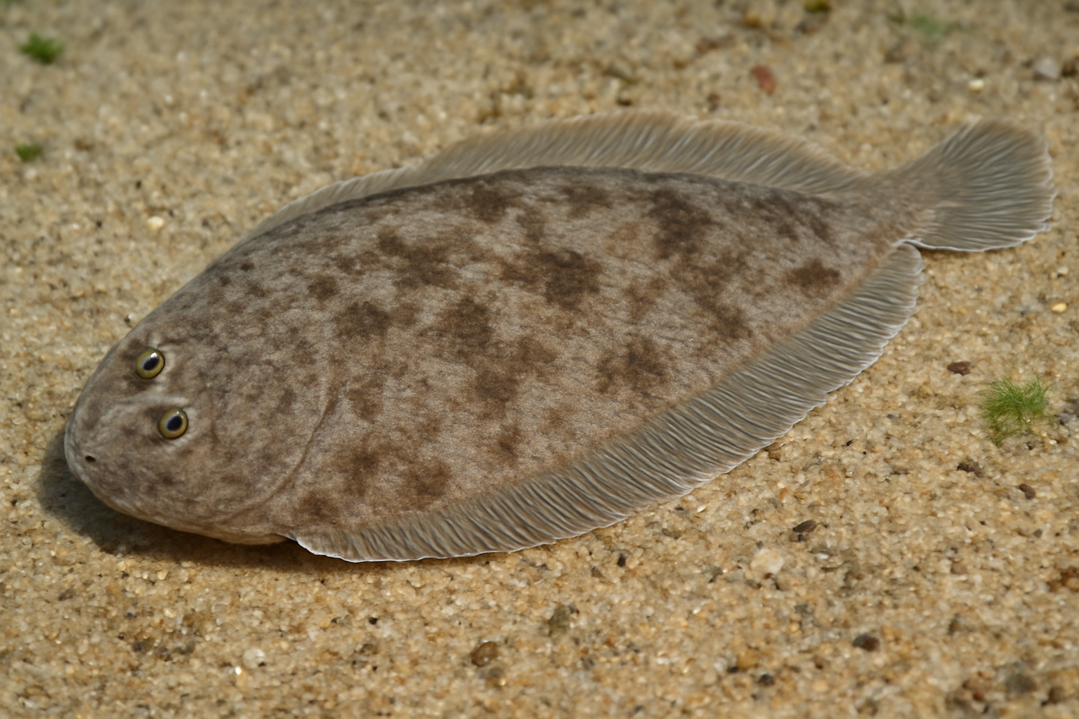 Pointed tongue sole