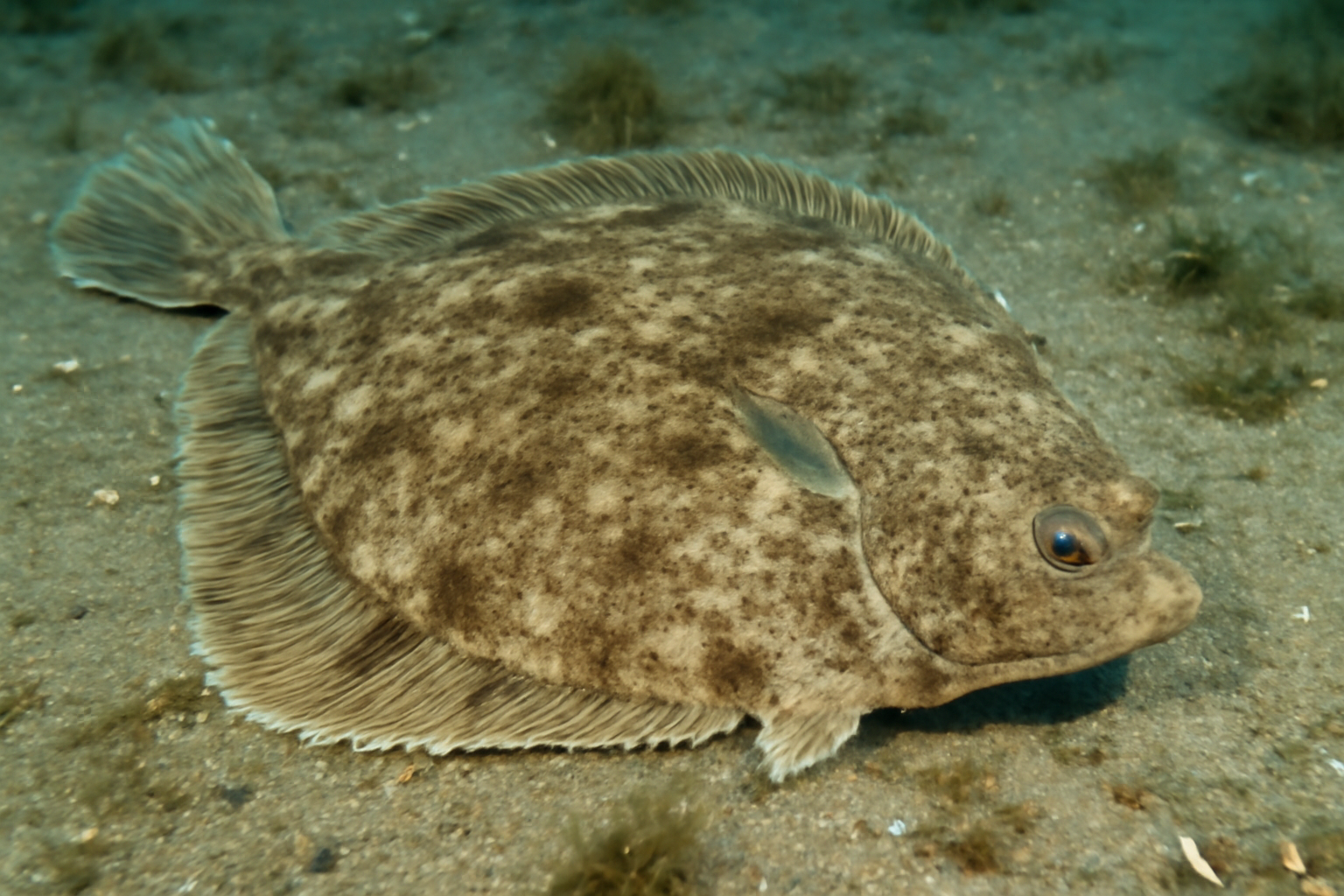 Common Brill