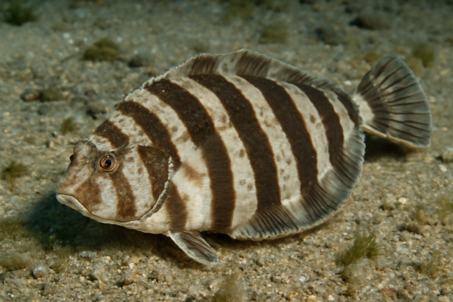 Banded flounder