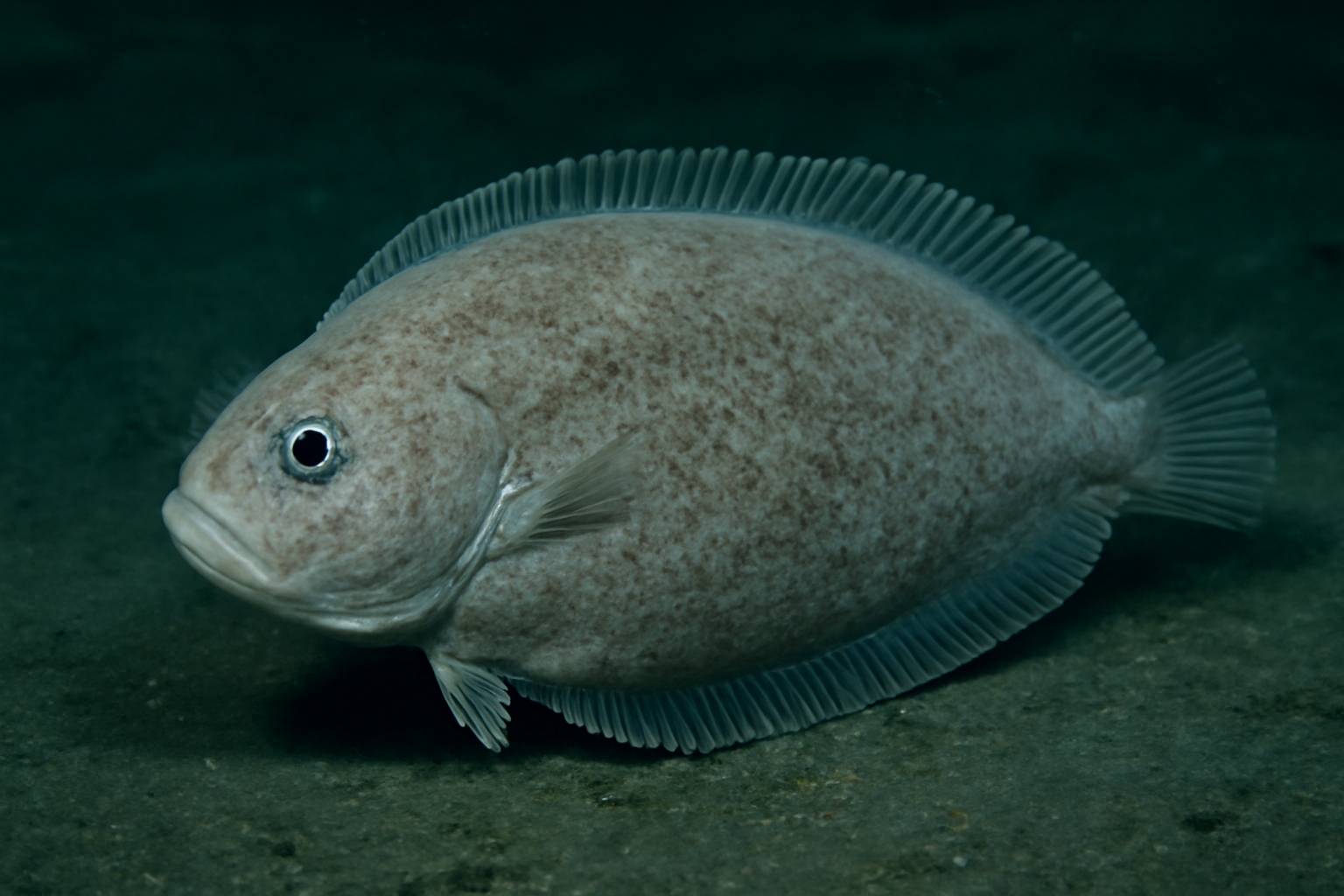 Deep Sea Sole