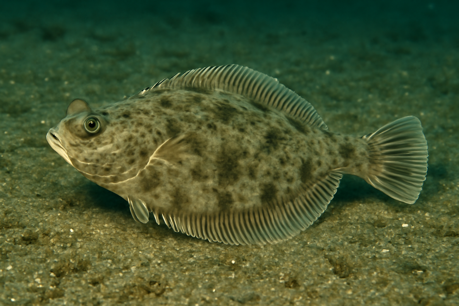 Largescale flounder