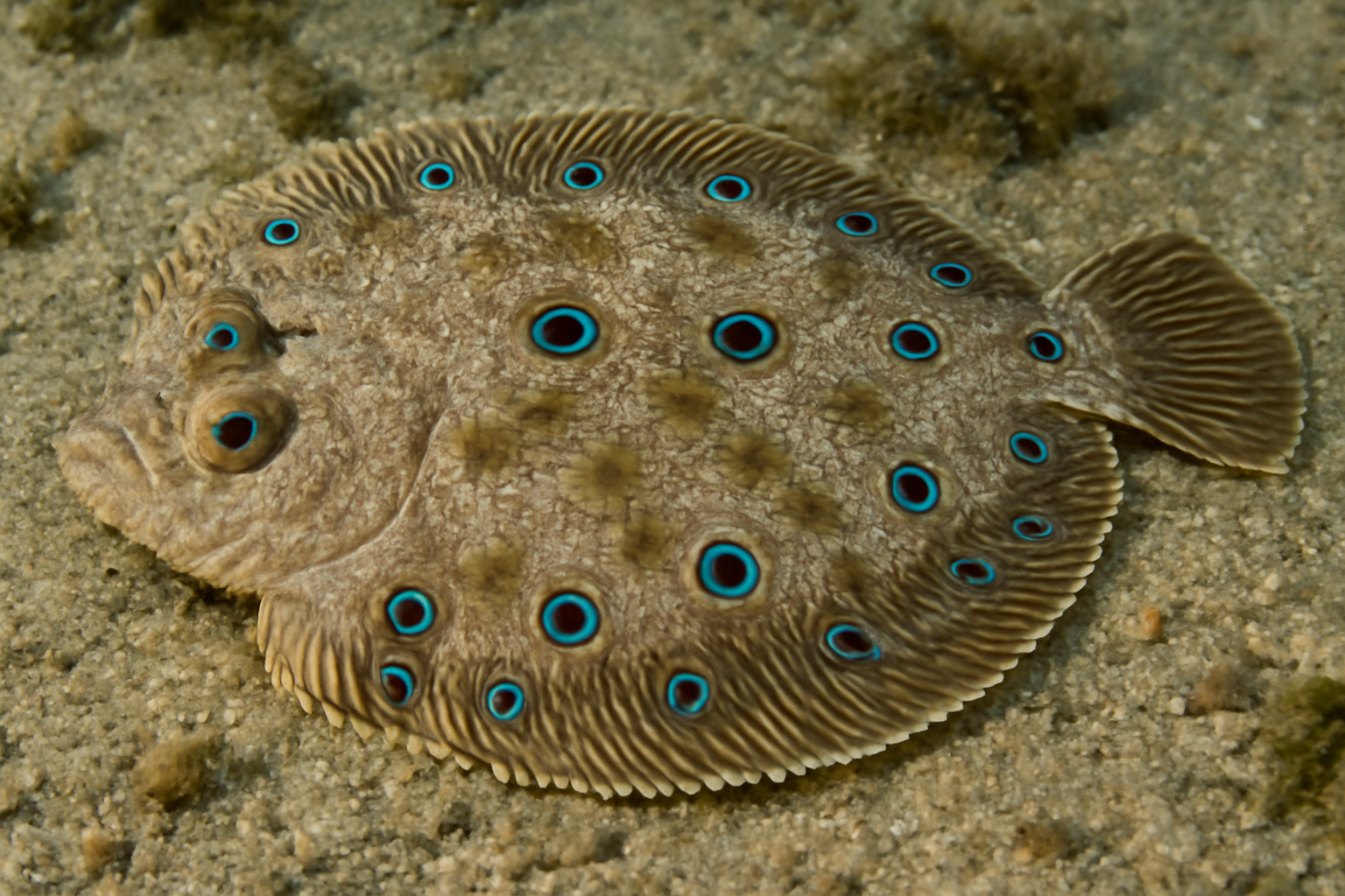 Ocellated flounder