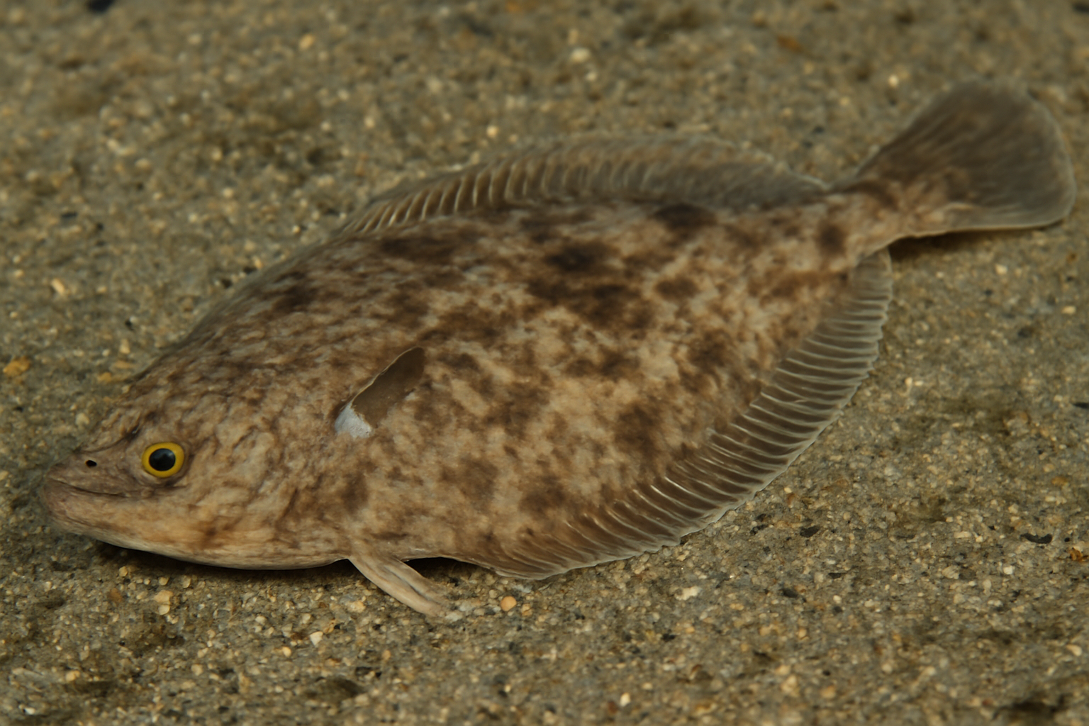 Pacific slender flounder