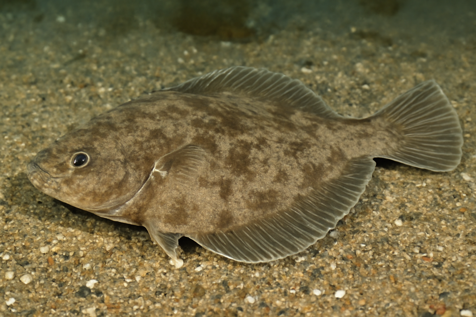 Smooth flounder