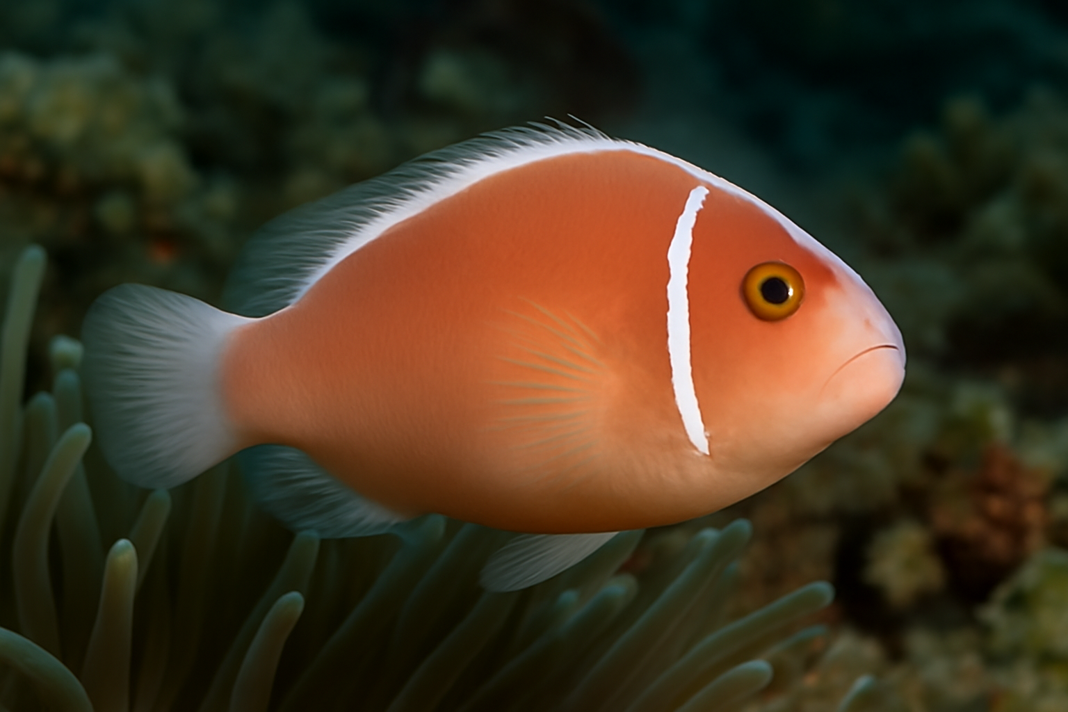 Pink Skunk Clownfish