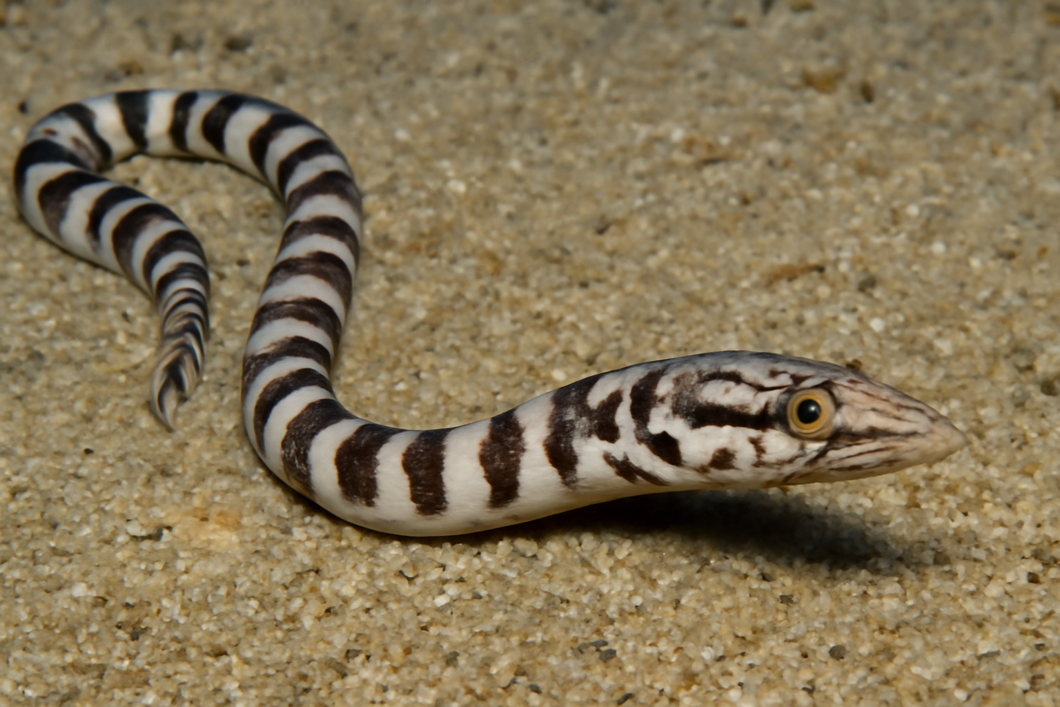 Aesopia Snake Eel