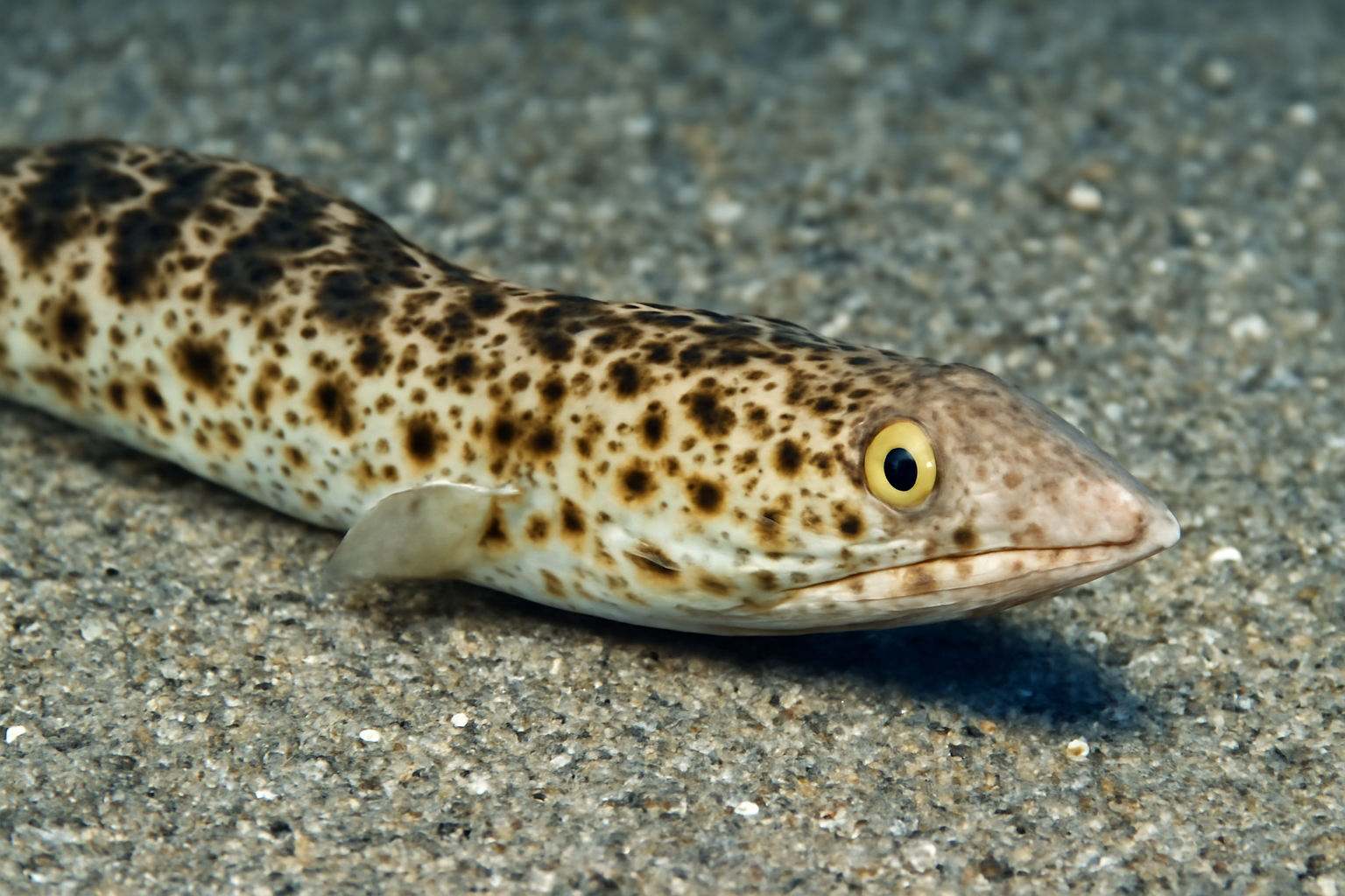 Aesopia Kaup's Snake Eel