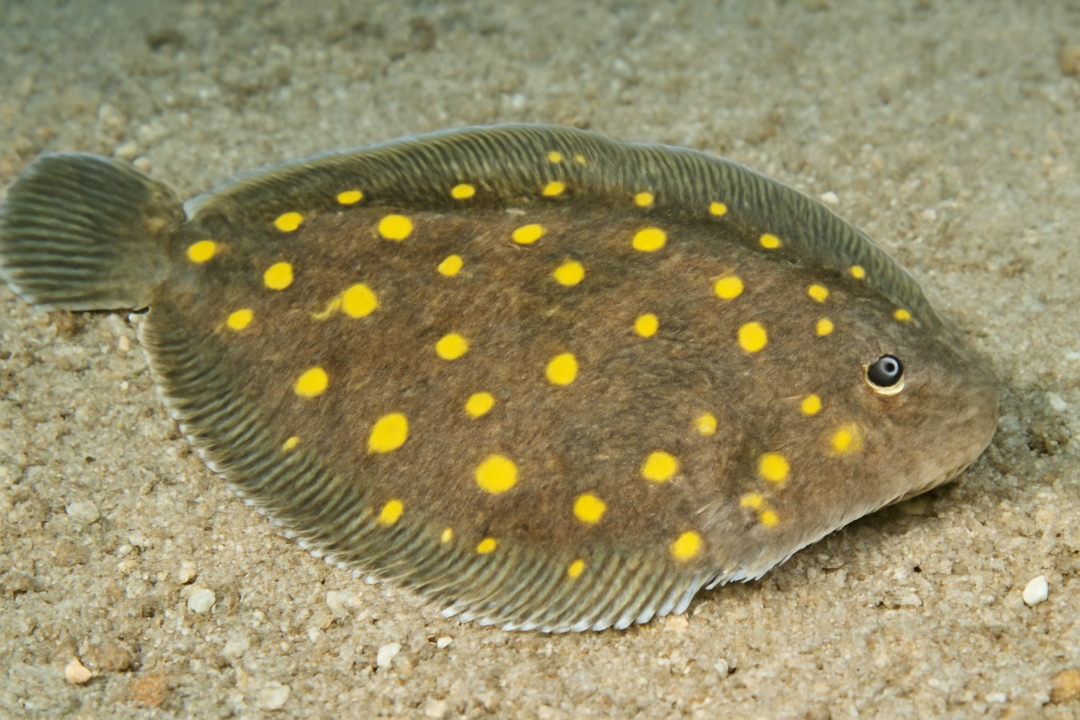 Yellow Spotted Sole