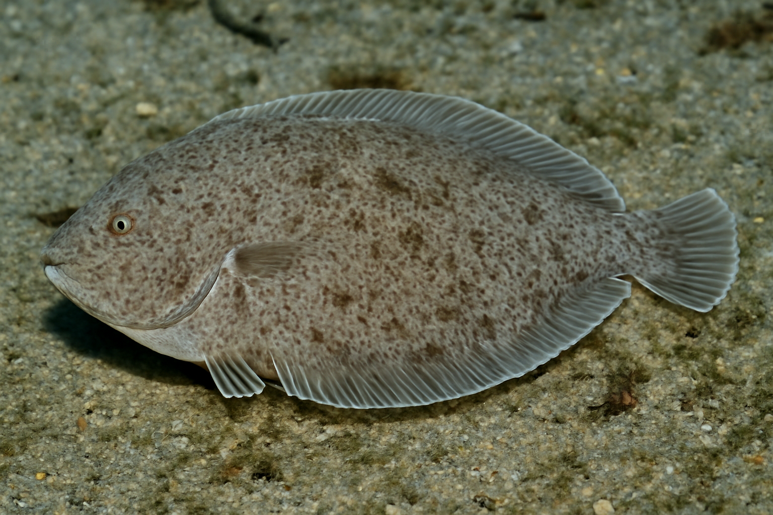 Samoa Sole