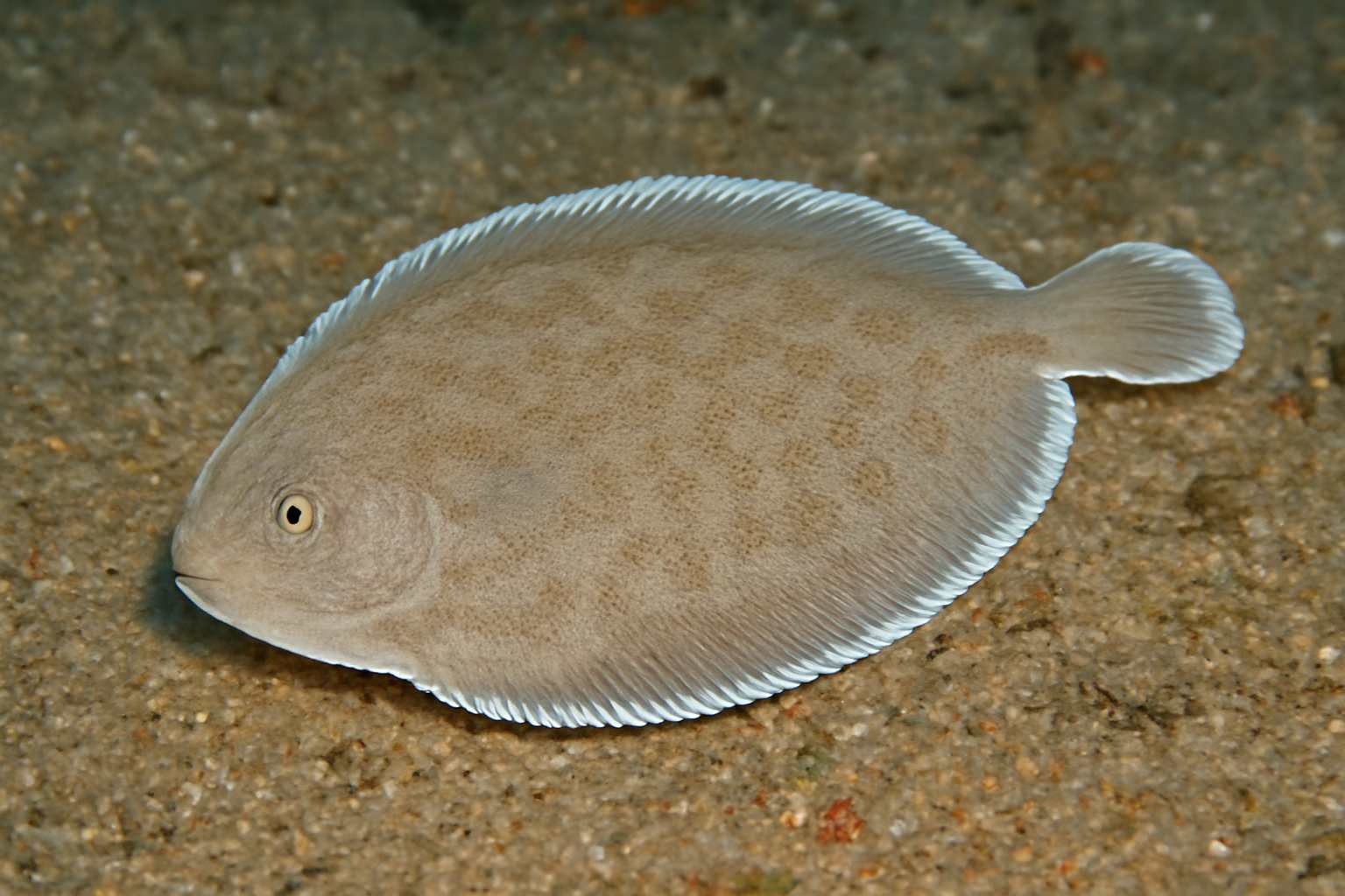 White Edged Sole