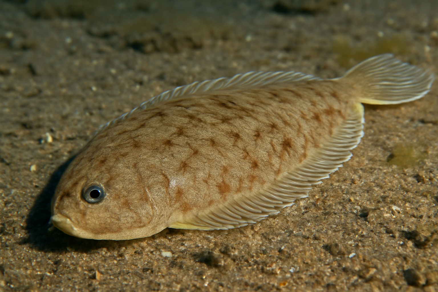 Common solenette