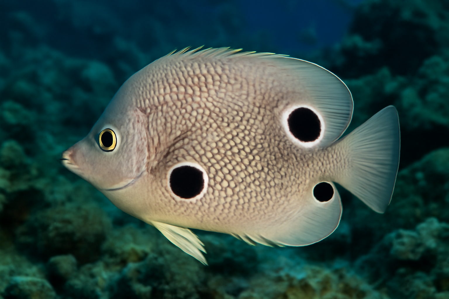Largescale Foureye