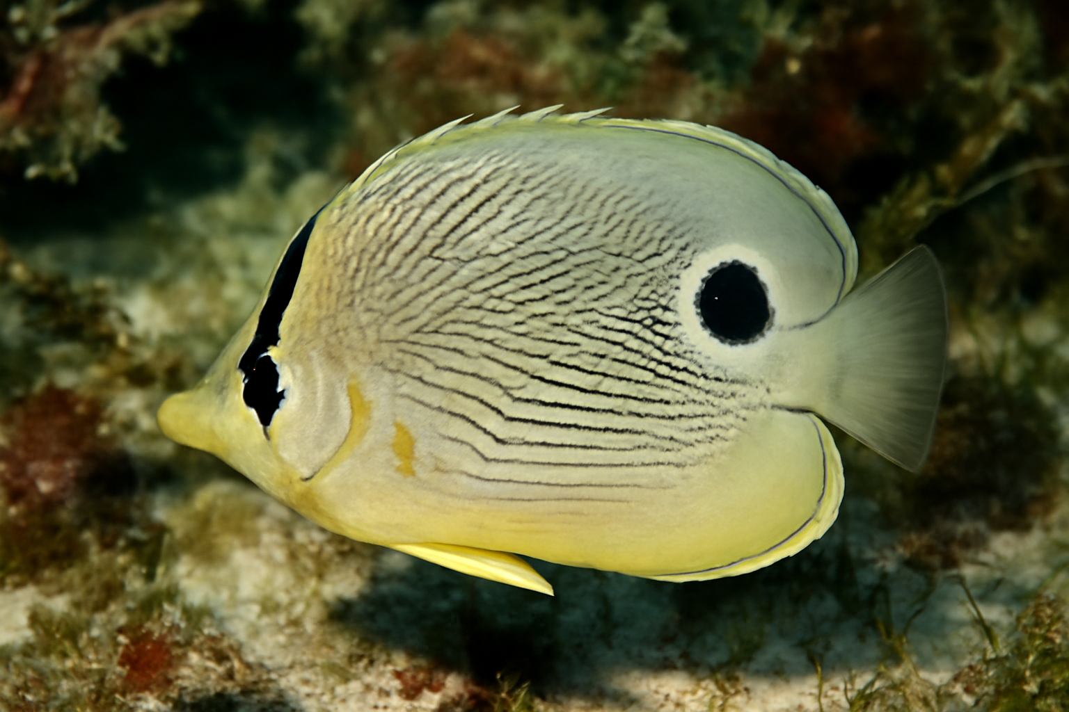 Small-scale Foureye