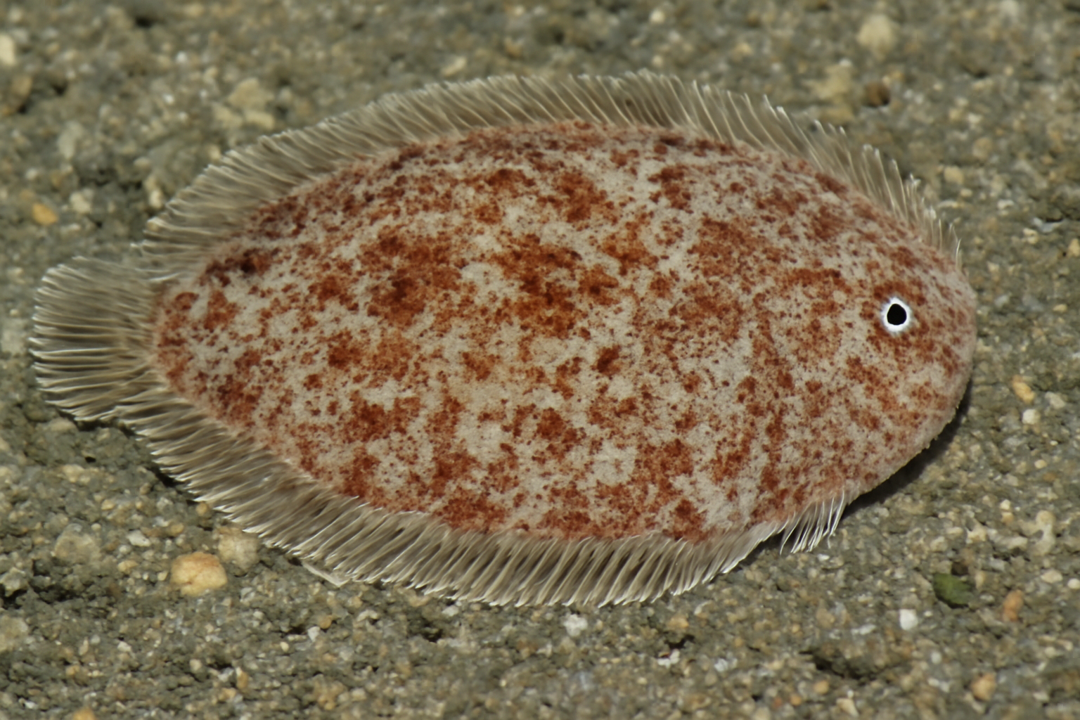 Stout Bobtail Sole