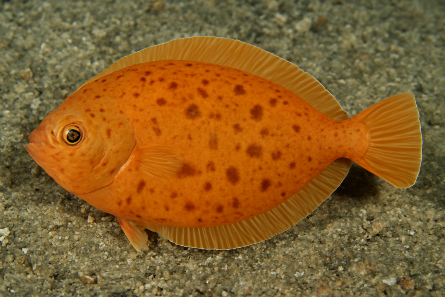 Orange Sole