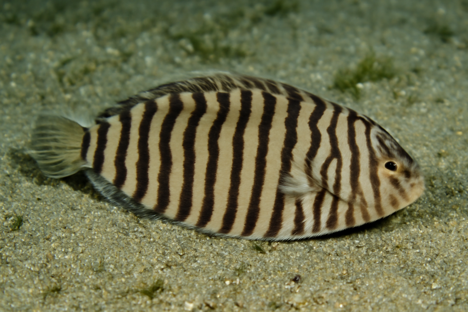 Striped Sole